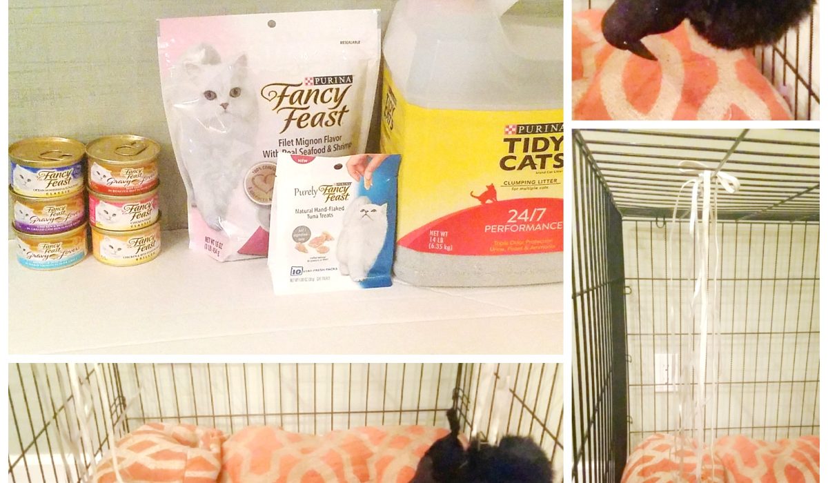 The Most Convenient Way to Shop for Cat Food & Supplies #OneStopKittyShop